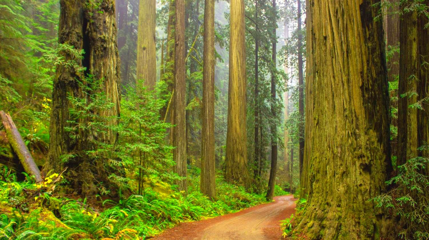 Nature scenery